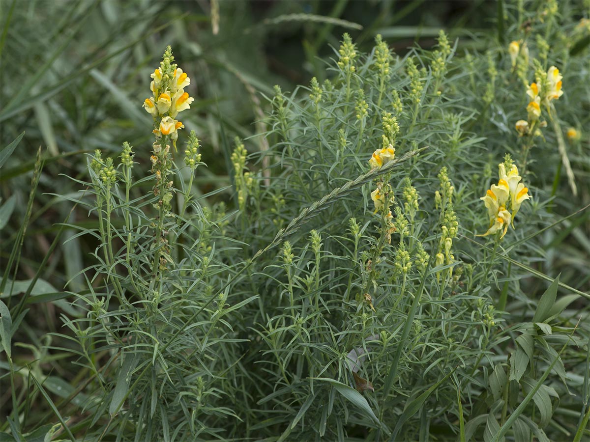 Linaria vulgaris